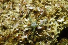 Brittle Star - Harlequin Brittle Star - Ophioderma appressum