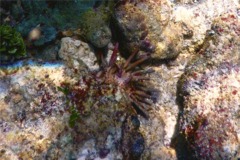 Sea Urchins - Slate Pencil Sea Urchin - Eucidaris tribuloides