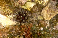 Sea Urchins - Slate Pencil Sea Urchin - Eucidaris tribuloides