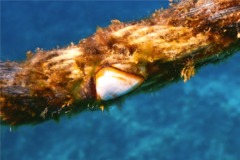 Barnacles - Gooseneck Barnacle - Lepas anatifera