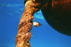 Barnacles - Gooseneck Barnacle - Lepas anatifera