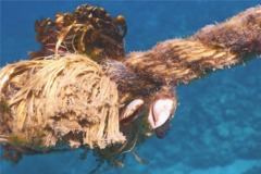 Barnacles - Gooseneck Barnacle - Lepas anatifera