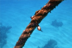 Barnacles - Gooseneck Barnacle - Lepas anatifera