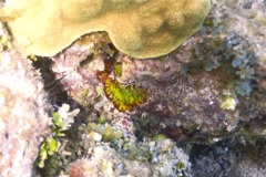 Button Polyp - Sun Zooanthid - Palythoa grandis