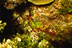 Button Polyp - Sun Zooanthid - Palythoa grandis