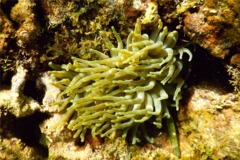 Anemones - Giant Sea Anemone - Condylactus gigantea