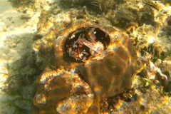 Sea Urchins - Sea Biscuit - Clypeaster rosaceus