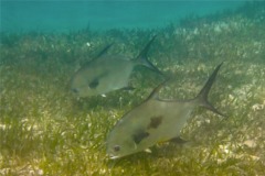 Jacks - Permit - Trachinotus falcatus