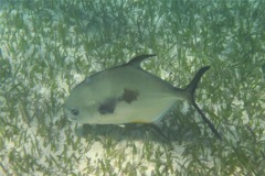 Jacks - Permit - Trachinotus falcatus