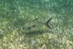 Jacks - Permit - Trachinotus falcatus