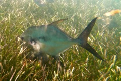 Jacks - Permit - Trachinotus falcatus