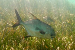 Jacks - Permit - Trachinotus falcatus