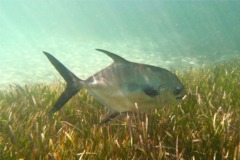 Jacks - Permit - Trachinotus falcatus