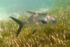 Jacks - Permit - Trachinotus falcatus