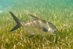 Jacks - Permit - Trachinotus falcatus