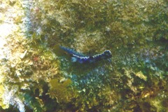 Sea Snails - Purple Spotted Sea Goddess - Hypselodoris marci