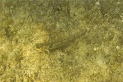 Gobies - Bridled Goby - Coryphopterus glaucofraenum