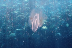 Comb Jellyfish - Spot-Winged Comb Jellyfish - Ocyropsis maculata