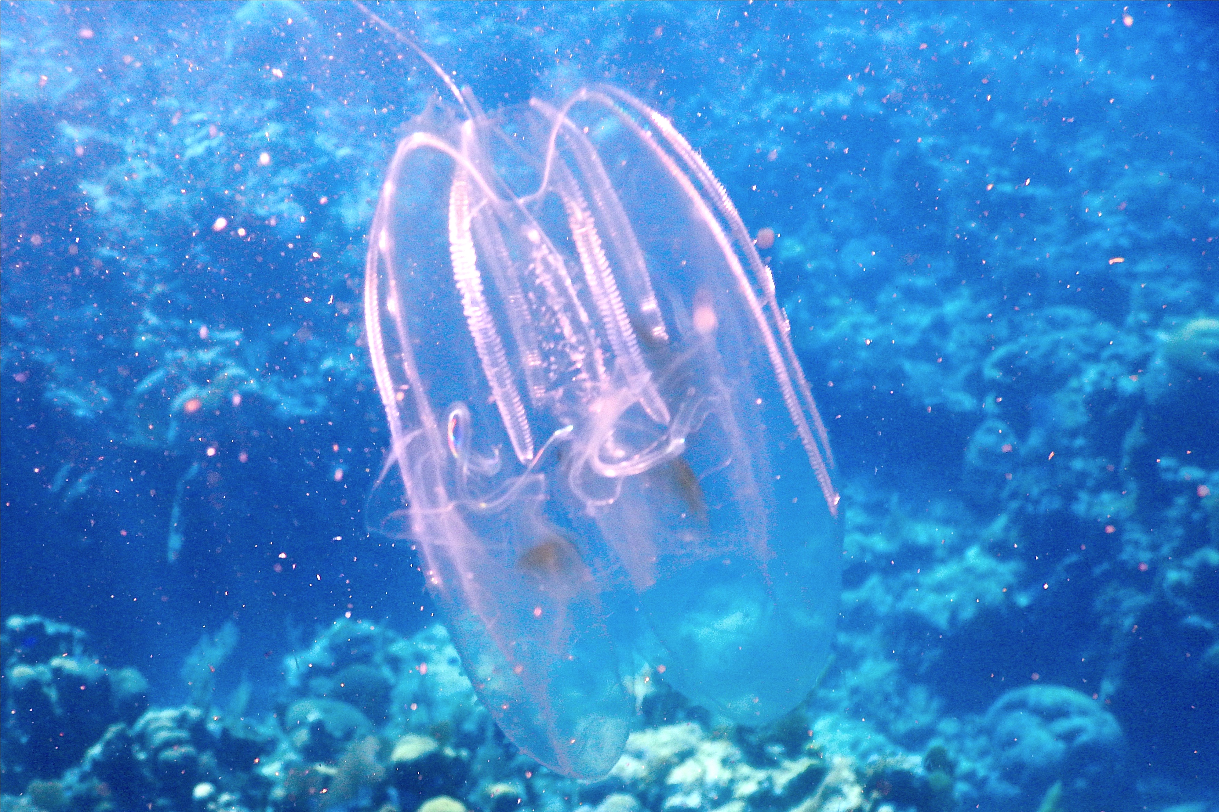 Comb Jellyfish - Spot-Winged Comb Jellyfish - Ocyropsis maculata