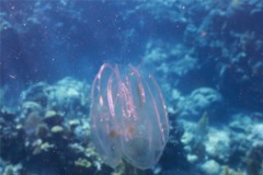 Comb Jellyfish - Spot-Winged Comb Jellyfish - Ocyropsis maculata