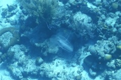 Comb Jellyfish - Winged Comb Jellyfish - Ocyropsis crystallina