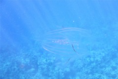Comb Jellyfish - Warty Comb Jellyfish - Leucothea multicornis