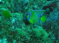 Angelfish - Queen Angelfish - Holacanthus ciliaris