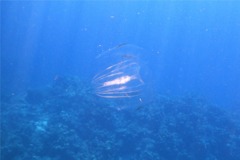 Comb Jellyfish - Warty Comb Jellyfish - Leucothea multicornis
