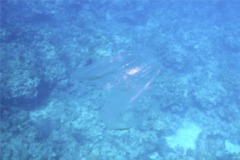 Comb Jellyfish - Warty Comb Jellyfish - Leucothea multicornis