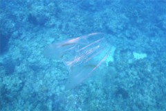 Comb Jellyfish - Warty Comb Jellyfish - Leucothea multicornis