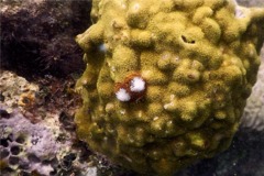 Nudibranch - Christmas tree worm - spirobranchius giganteus