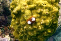 Nudibranch - Christmas tree worm - spirobranchius giganteus