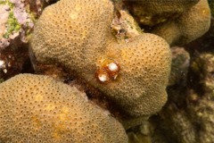 Nudibranch - Christmas tree worm - spirobranchius giganteus