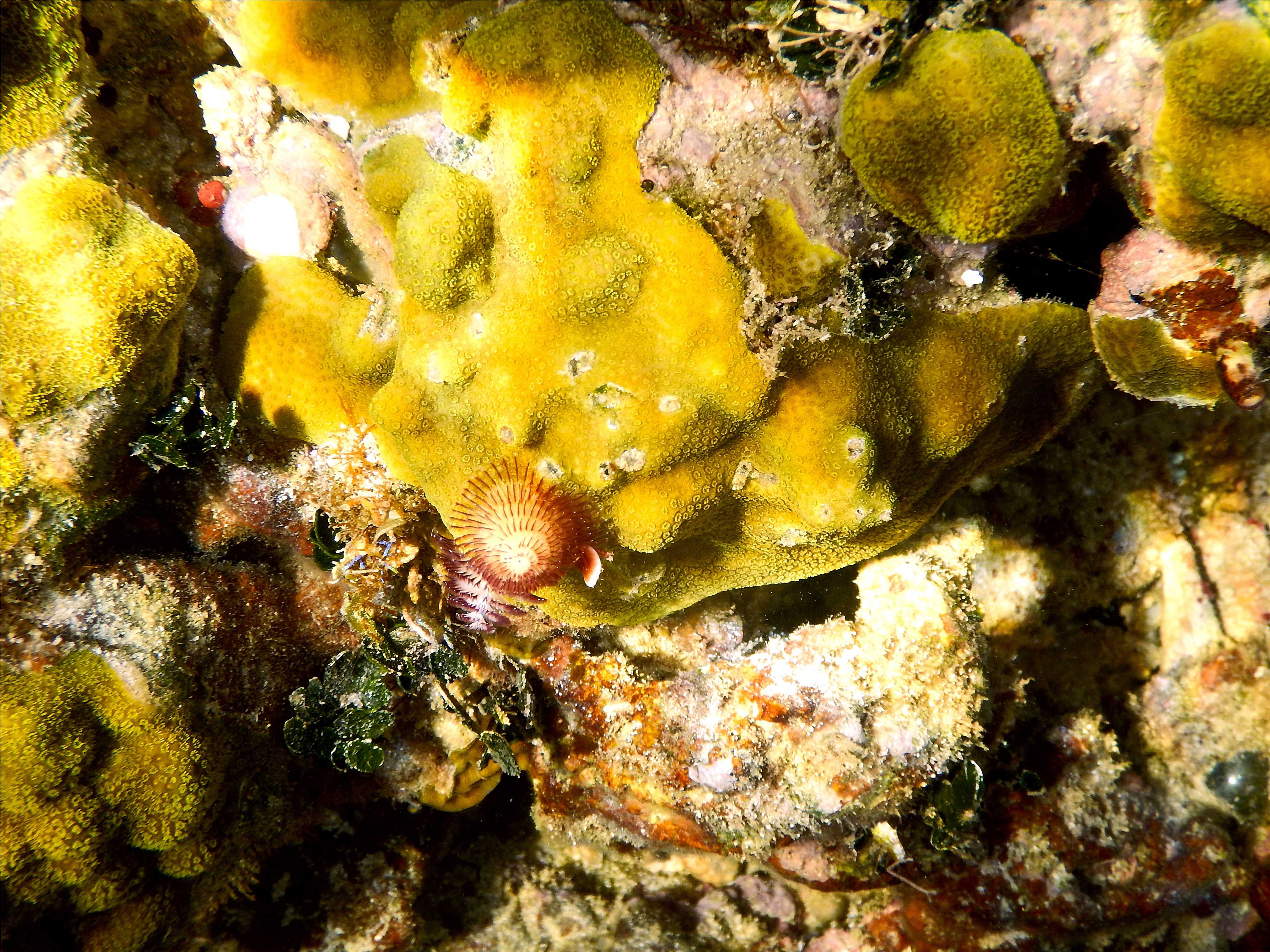 Nudibranch - Christmas tree worm - spirobranchius giganteus