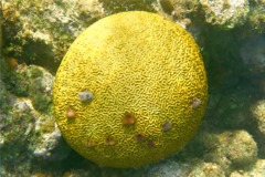 Nudibranch - Christmas tree worm - spirobranchius giganteus