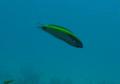 Wrasse - Rainbow Wrasse - Halichoeres pictus