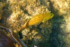 Groupers - Black Grouper - Mycteroperca bonaci