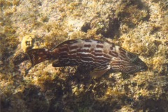 Groupers - Black Grouper - Mycteroperca bonaci