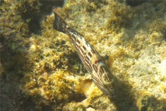 Groupers - Black Grouper - Mycteroperca bonaci