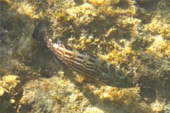 Groupers - Black Grouper - Mycteroperca bonaci