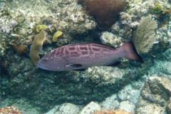 Groupers - Black Grouper - Mycteroperca bonaci