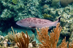 Groupers - Black Grouper - Mycteroperca bonaci