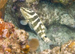 Groupers - Nassau Grouper - Epinephelus striatus