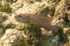 Groupers - Graysby - Cephalopholis cruentatus