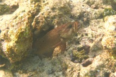 Groupers - Graysby - Cephalopholis cruentatus