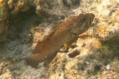 Groupers - Graysby - Cephalopholis cruentatus