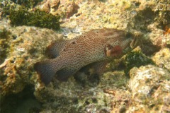 Groupers - Graysby - Cephalopholis cruentatus