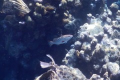 Groupers - Tiger Grouper - Mycteroperca tigris