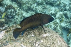 Groupers - Coney/Brown variation - Cephalopholis fulvus