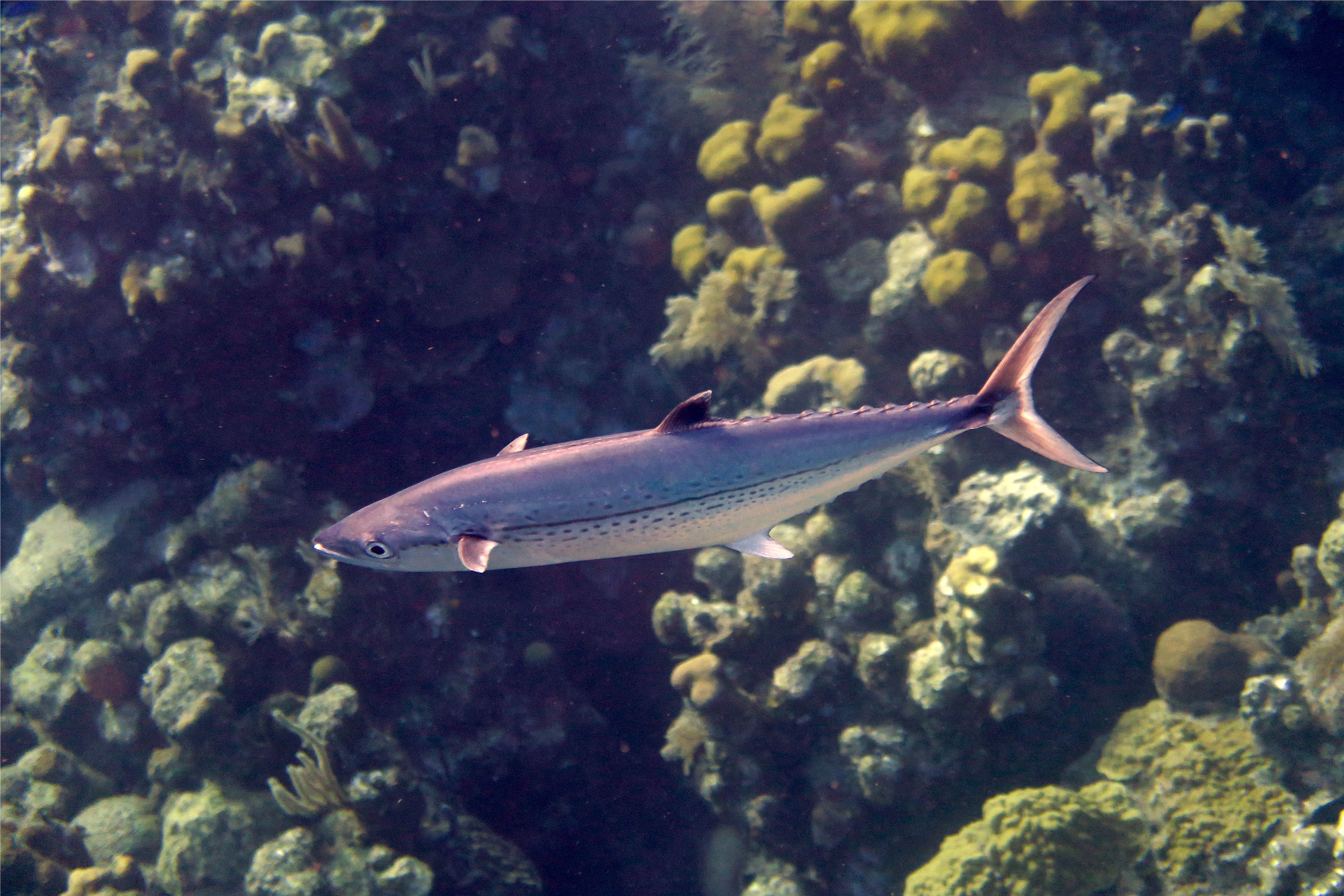 Mackerels - Cero - scomberomorus regalis